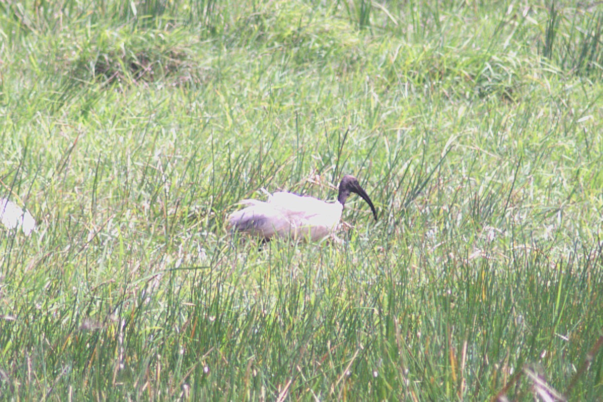 Black-headed Ibis - ML622386770