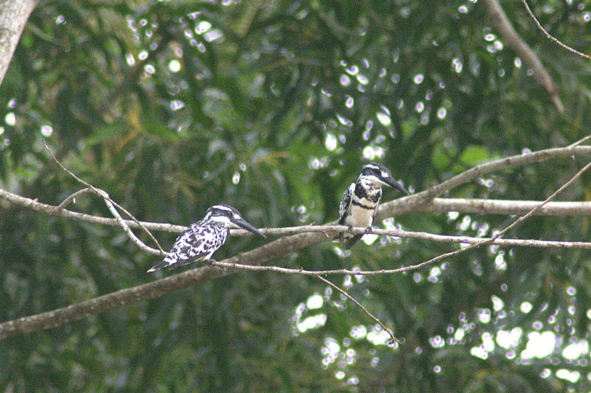 Pied Kingfisher - ML622386780