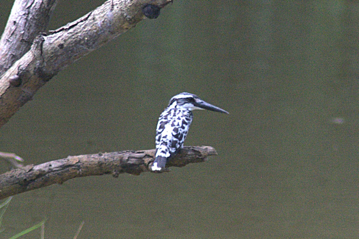 Pied Kingfisher - ML622386782