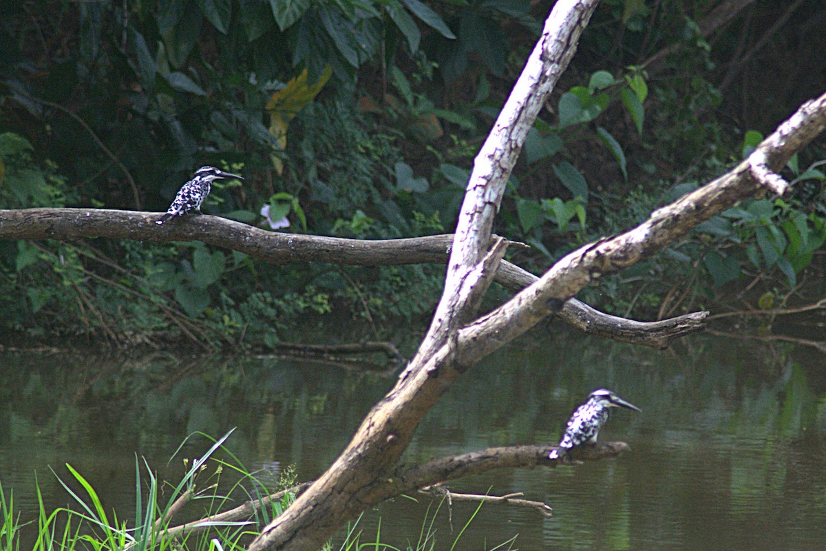 Pied Kingfisher - ML622386783