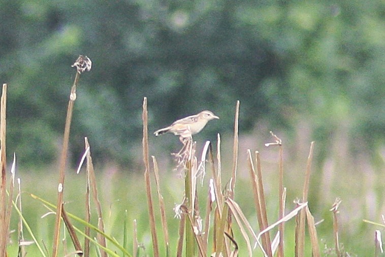 Zitting Cisticola - ML622386785