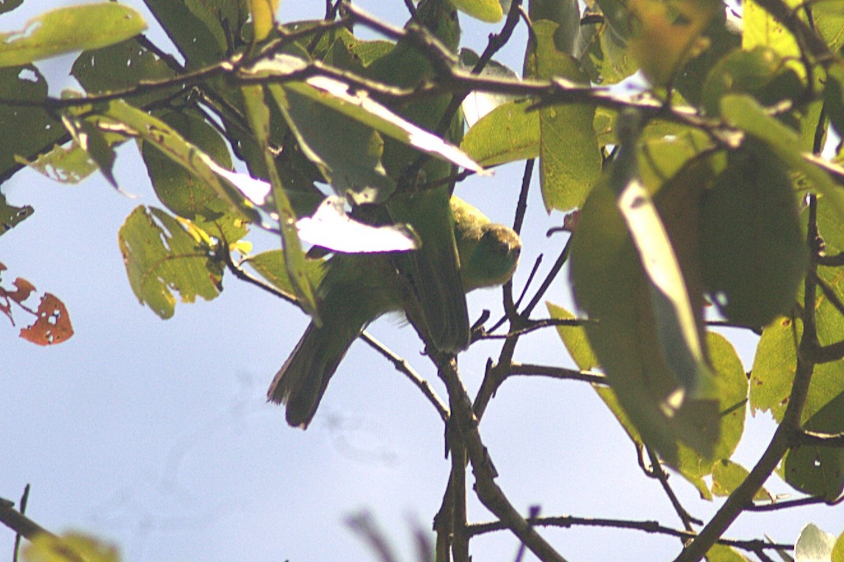 Jerdon's Leafbird - ML622386787