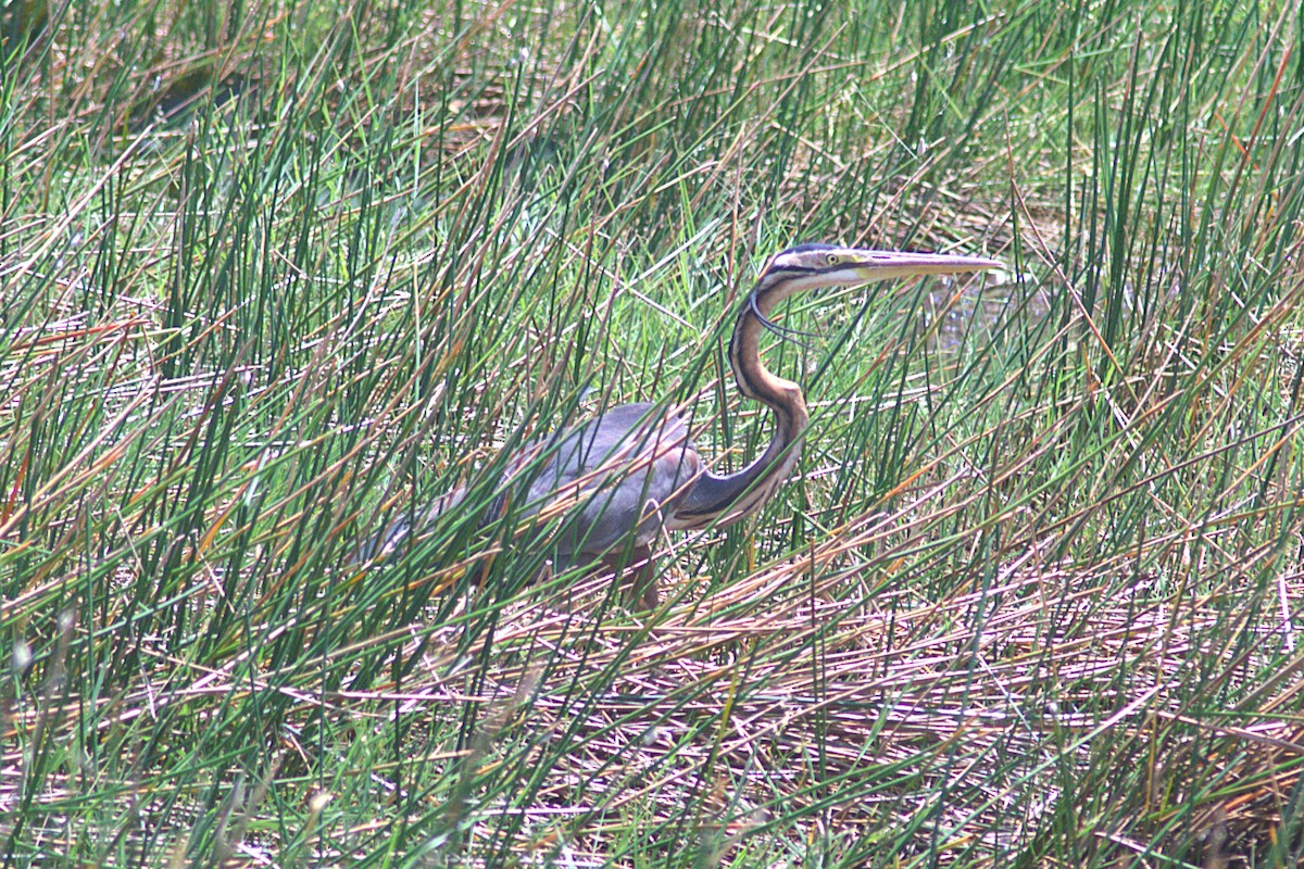 Purple Heron - ML622386801