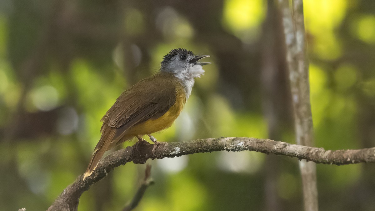 Yellow-bellied Bulbul - ML622386849