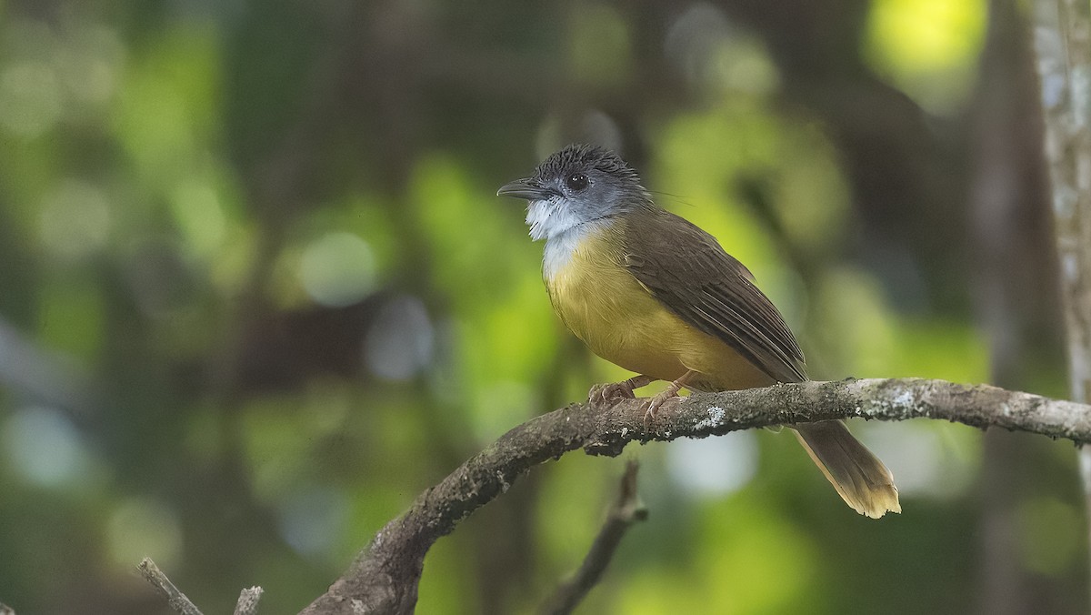 Yellow-bellied Bulbul - ML622386949