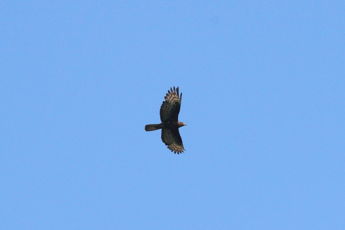 European Honey-buzzard - Rainer Seifert