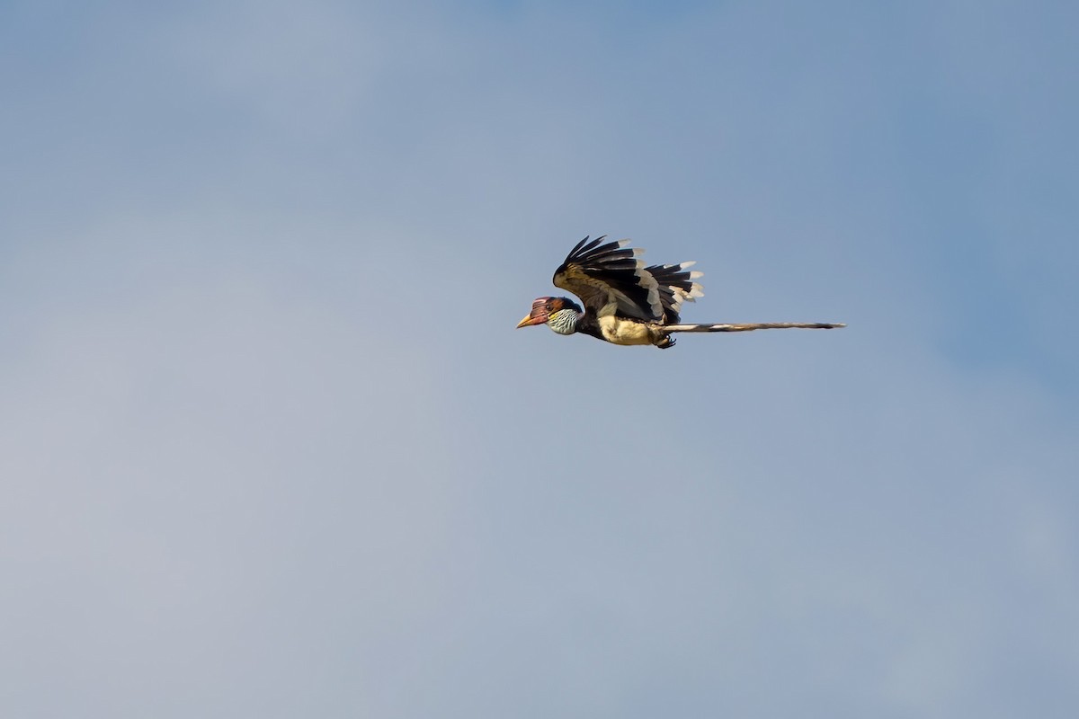 Helmeted Hornbill - ML622386960