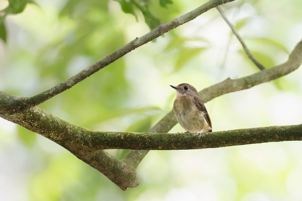 Fulvous-chested Jungle Flycatcher - ML622386982