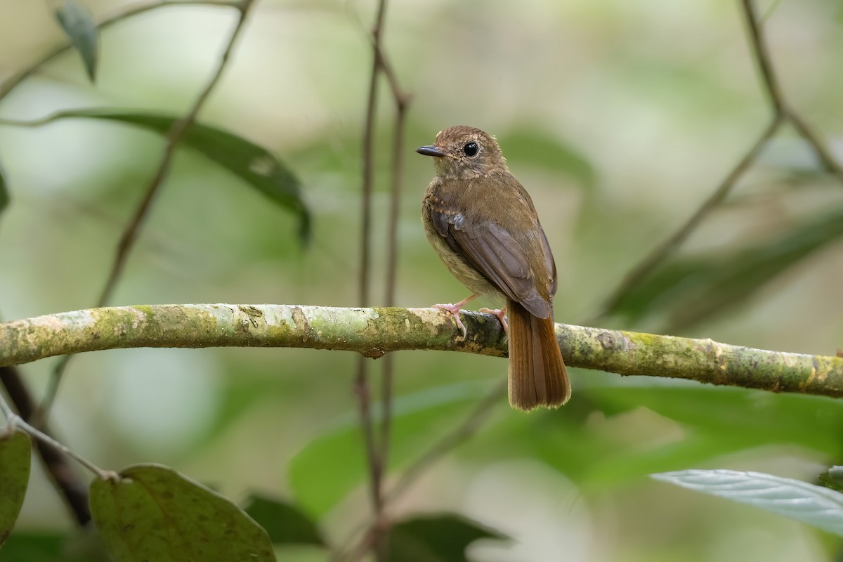 Fulvous-chested Jungle Flycatcher - ML622386986