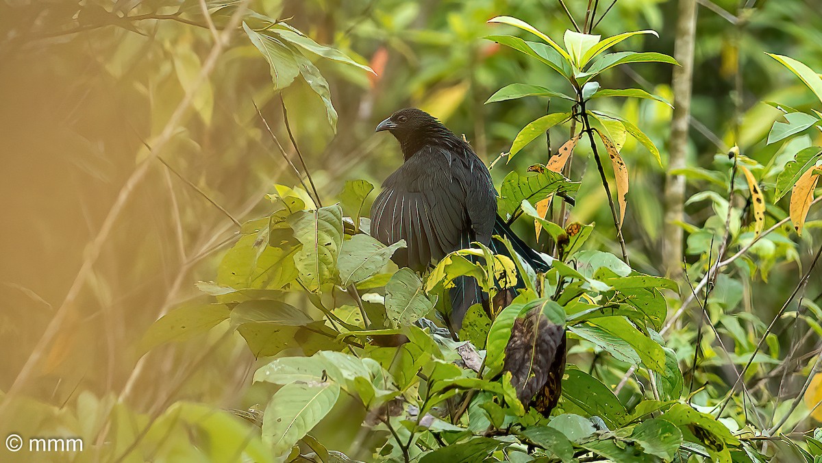Lesser Black Coucal - ML622386987