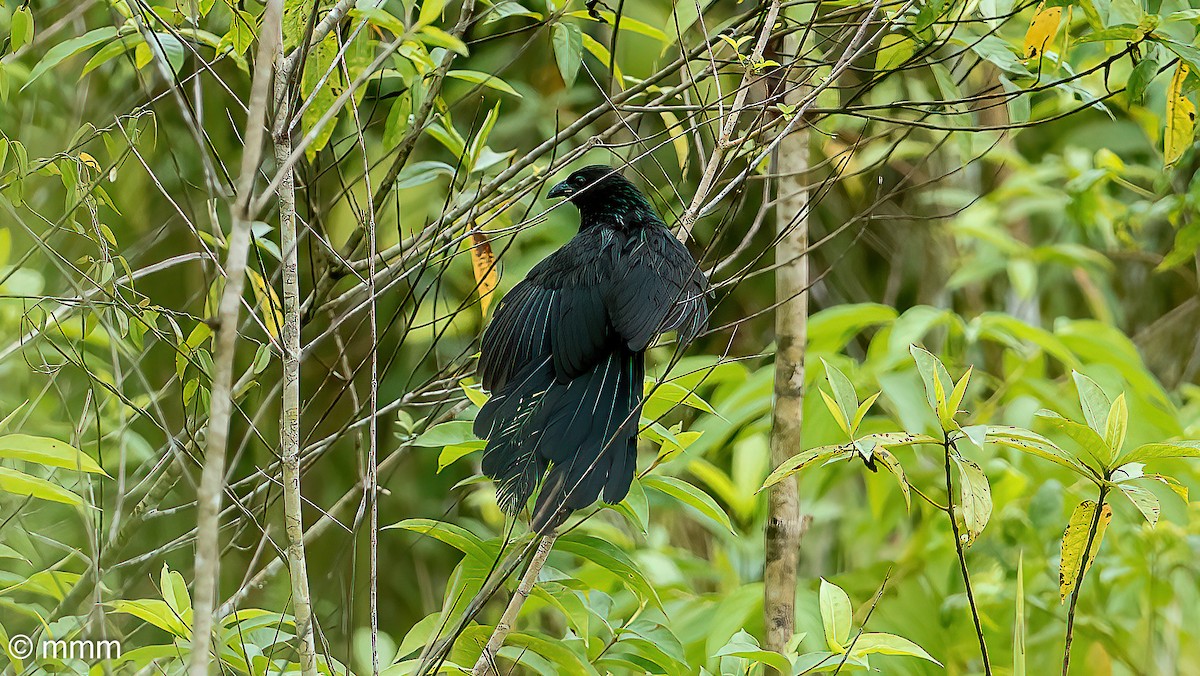 Lesser Black Coucal - ML622386988