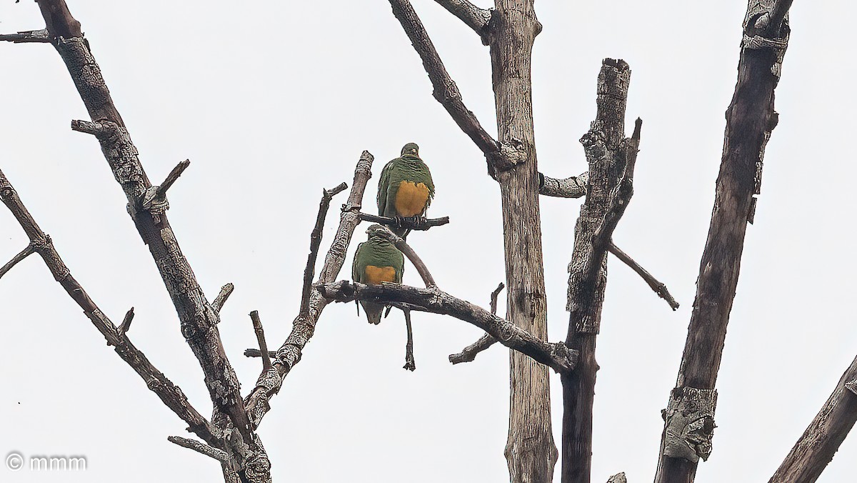 Orange-bellied Fruit-Dove - Mario Martin