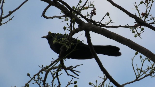 Asian Koel - ML622387026