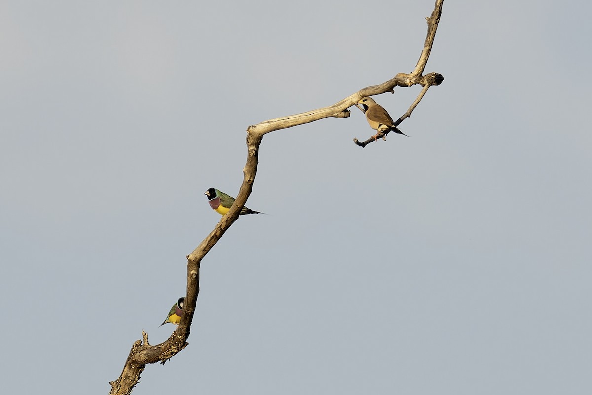 Gouldian Finch - ML622387047