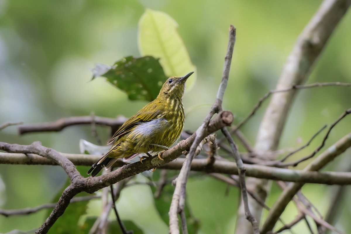 Purple-naped Spiderhunter - Yeray Seminario