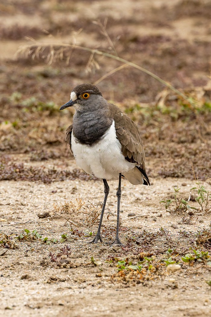 Senegal Lapwing - ML622387109