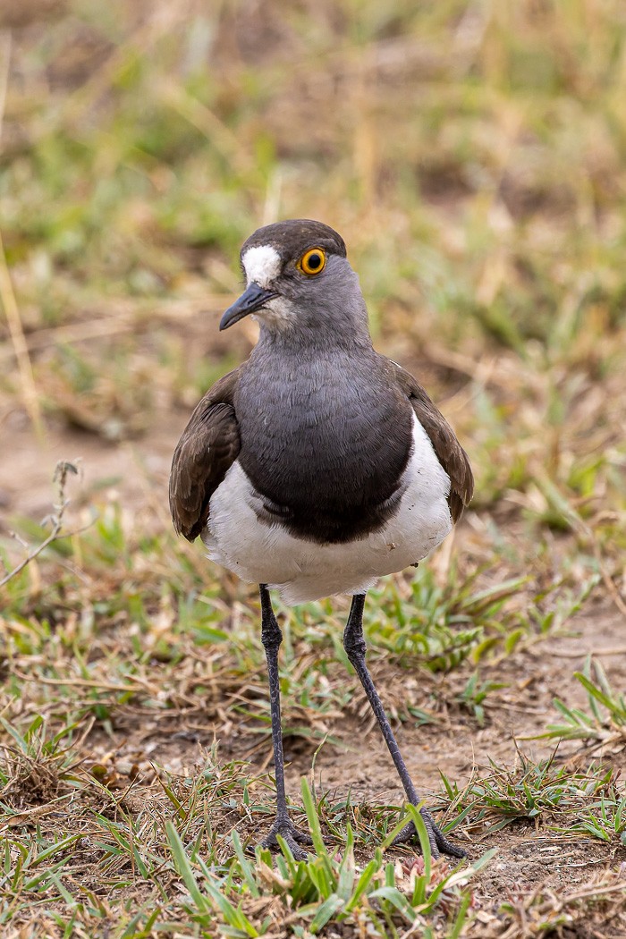 Senegal Lapwing - Carol Popple