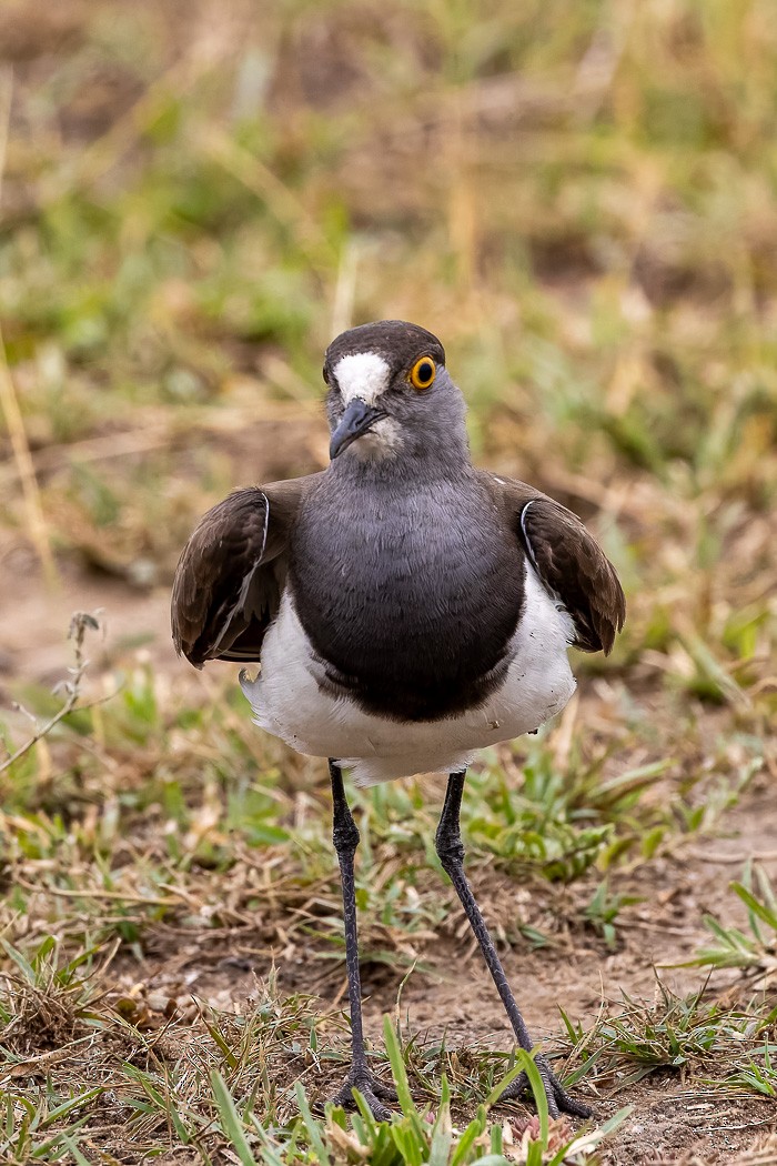 Senegal Lapwing - ML622387111