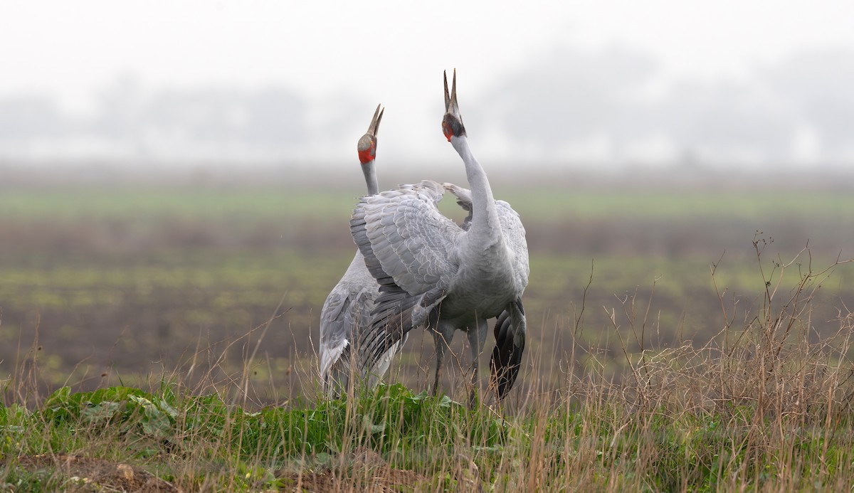 Brolga - Martin Anderson