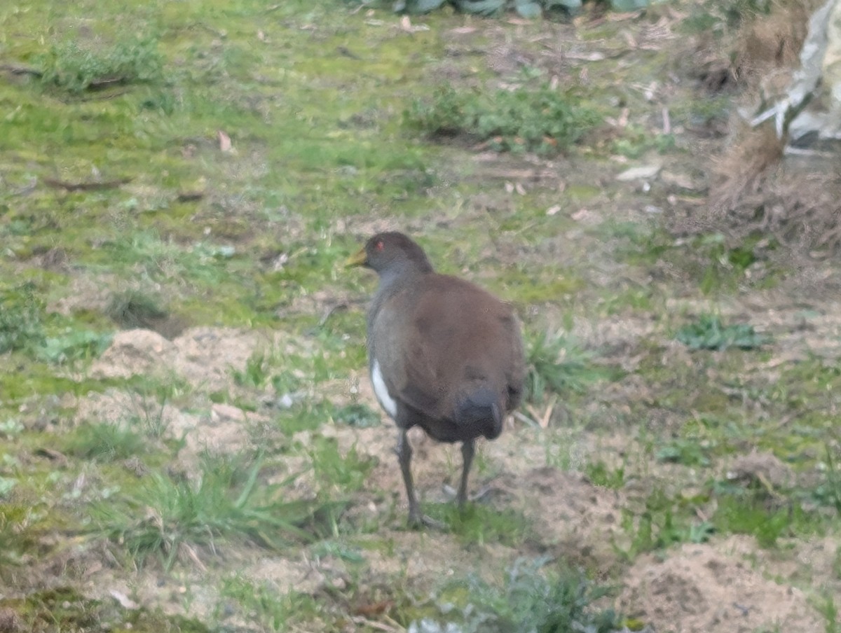 Tasmanian Nativehen - ML622387199