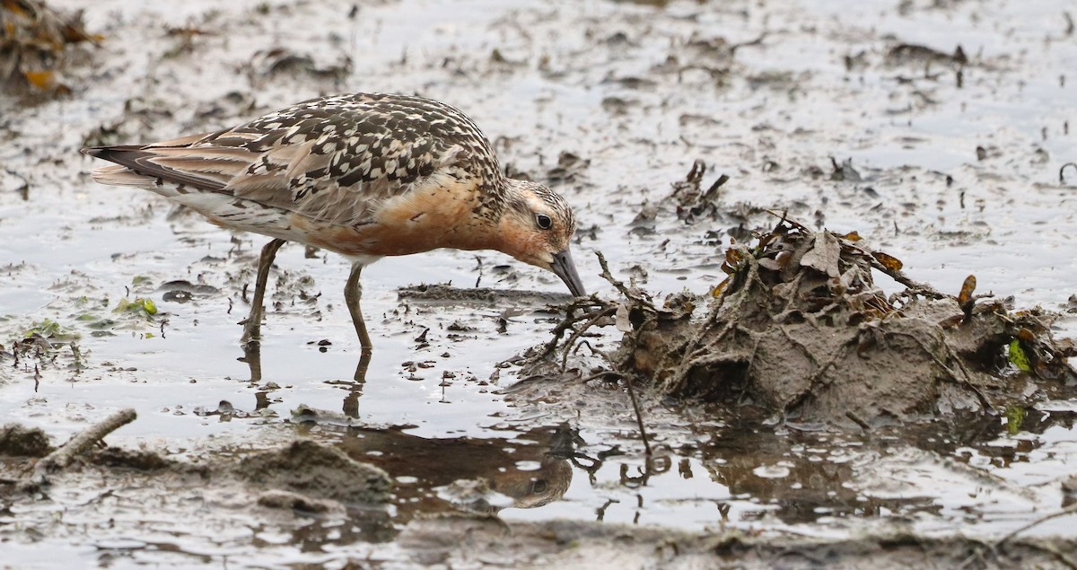 Red Knot - David Santamaría Urbano