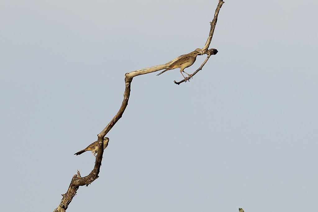 Rufous Songlark - ML622387257