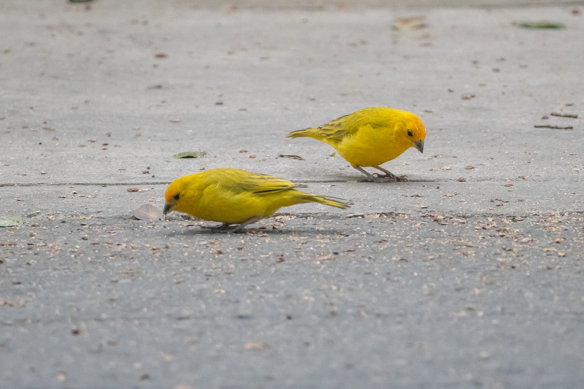 Saffron Finch - ML622387277