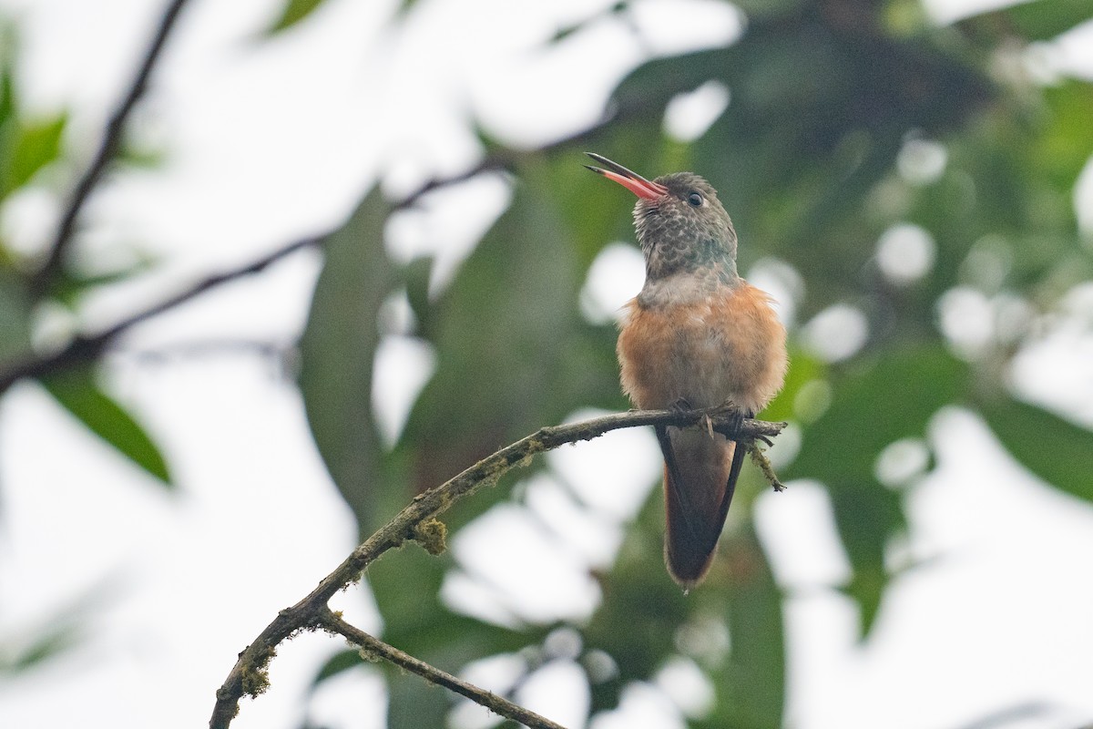 Amazilia Hummingbird - Riccardo Alba