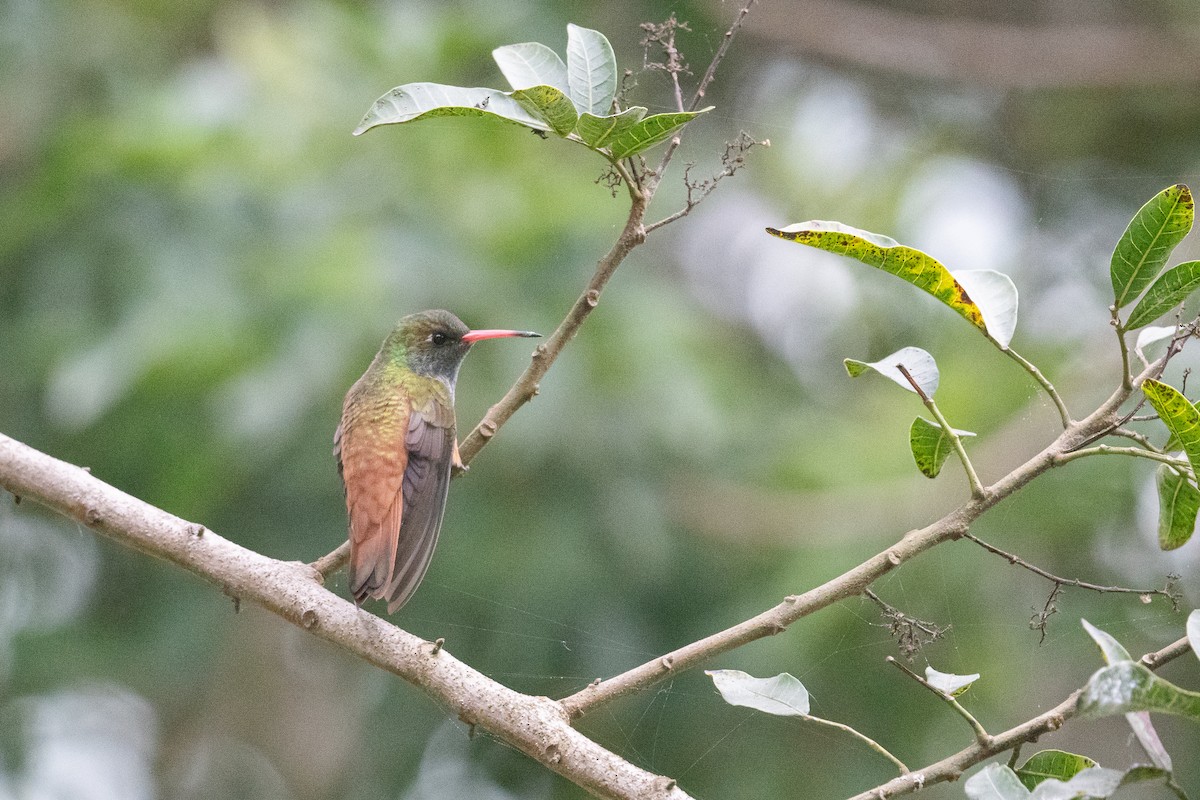 Amazilia Hummingbird - ML622387280