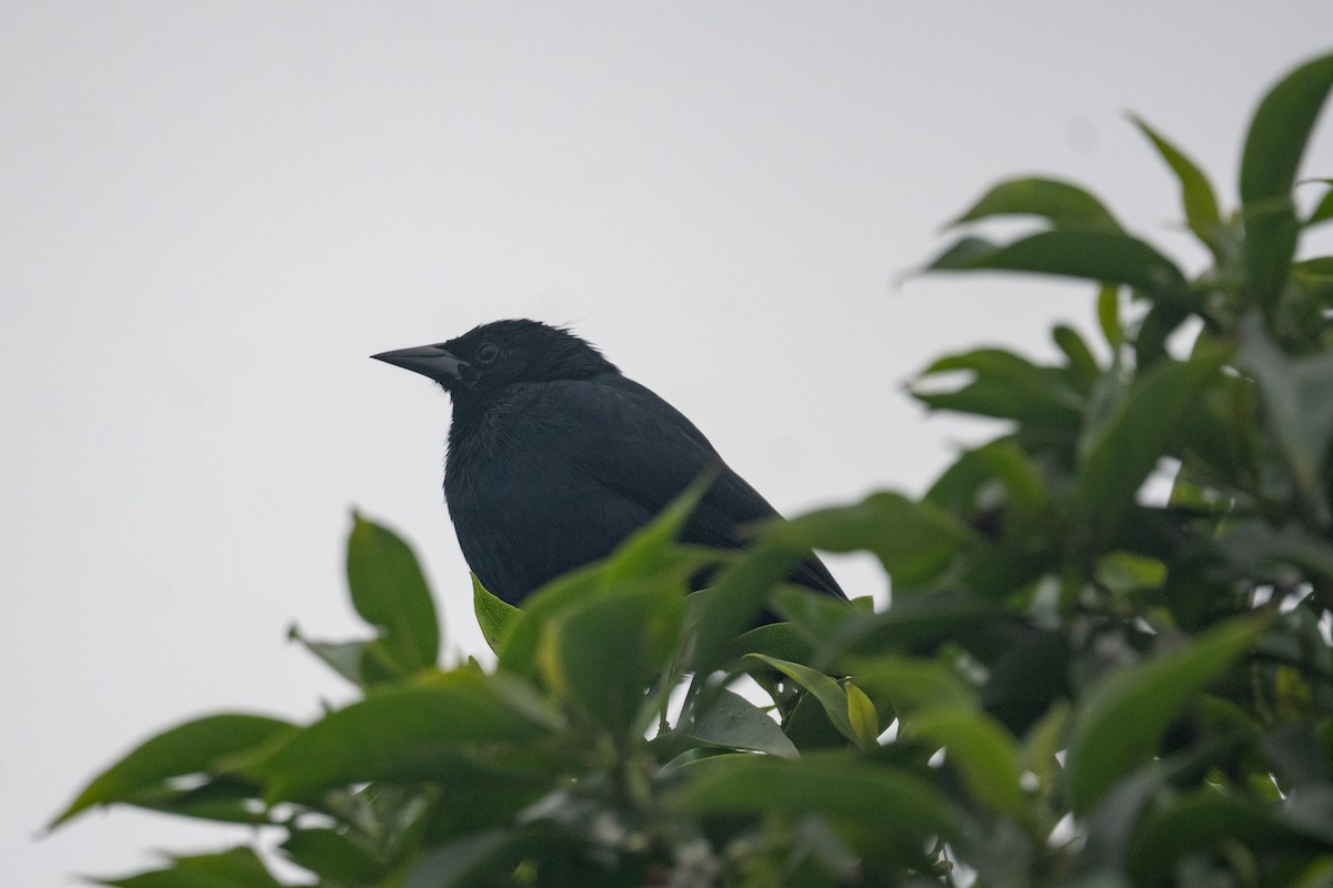 Scrub Blackbird - ML622387282