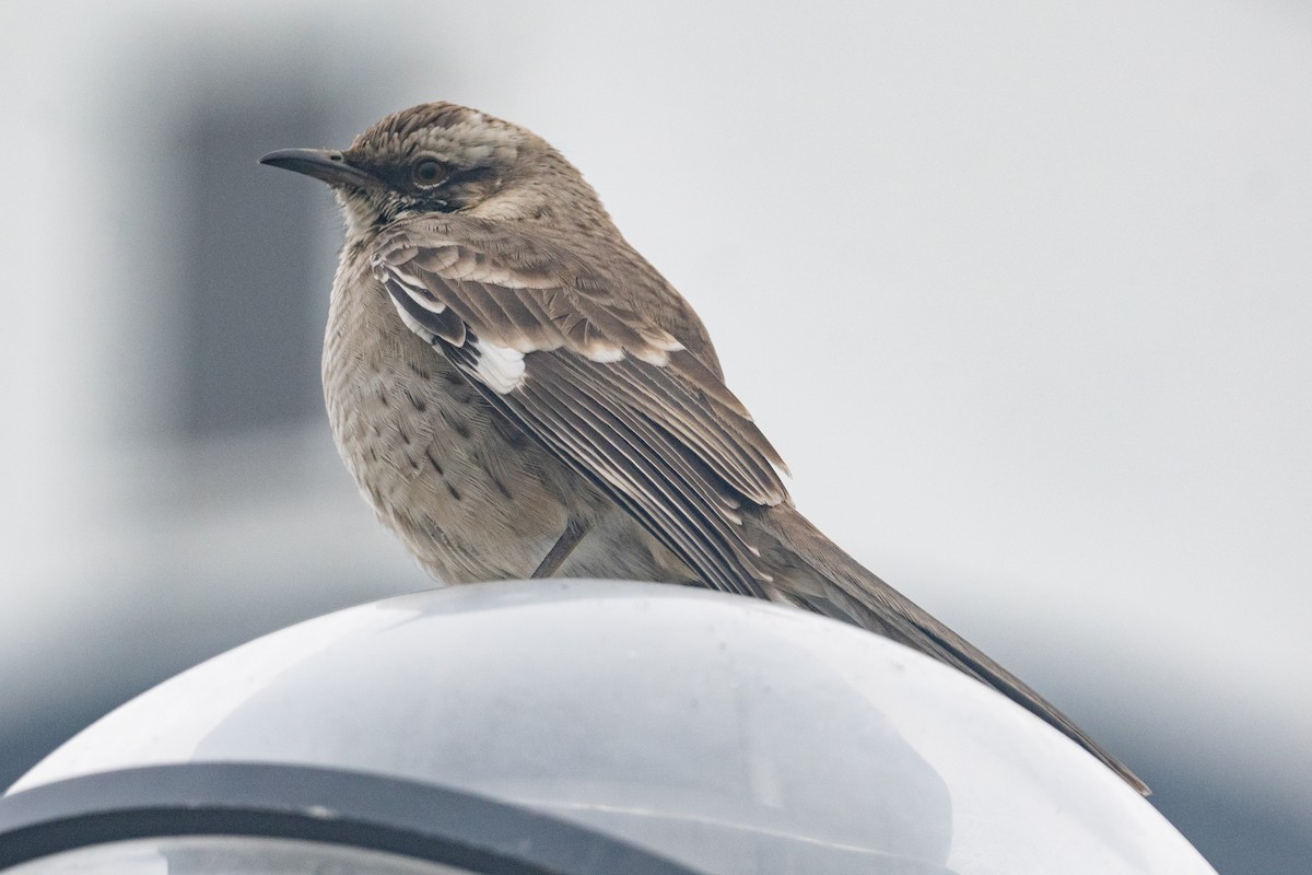 Long-tailed Mockingbird - ML622387283