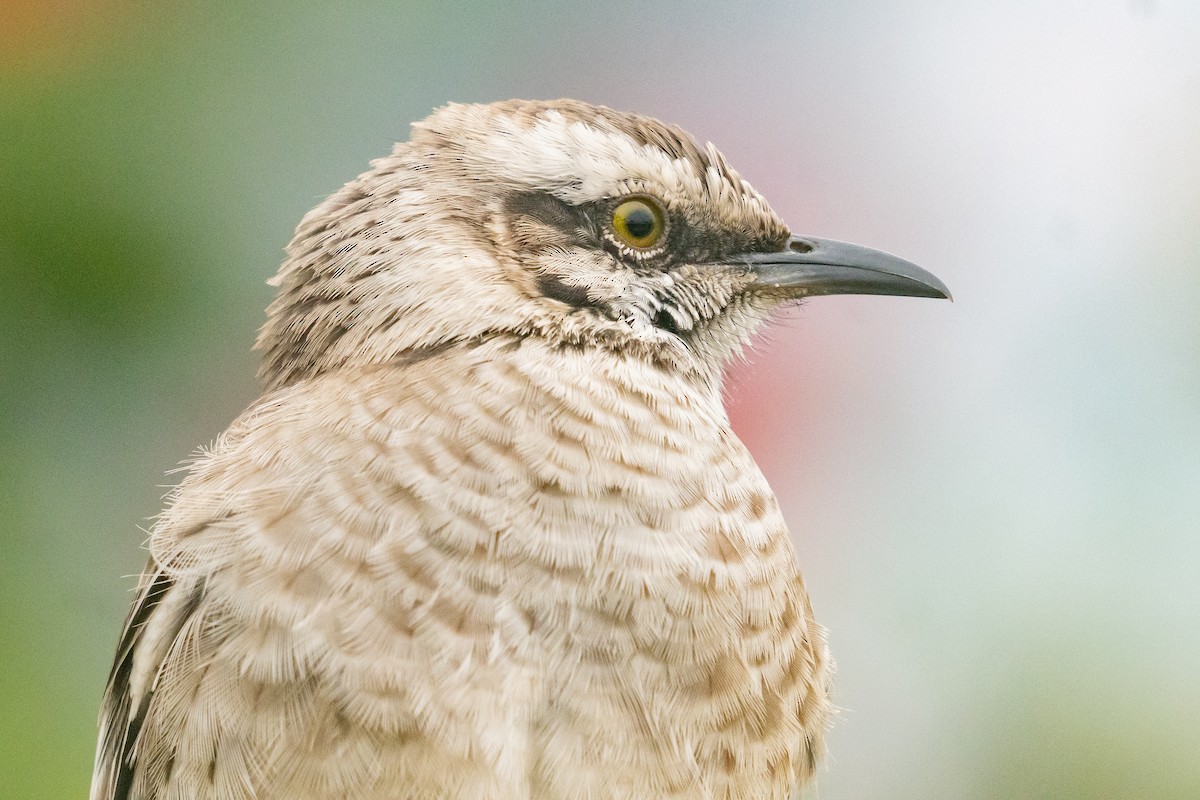 Long-tailed Mockingbird - Riccardo Alba