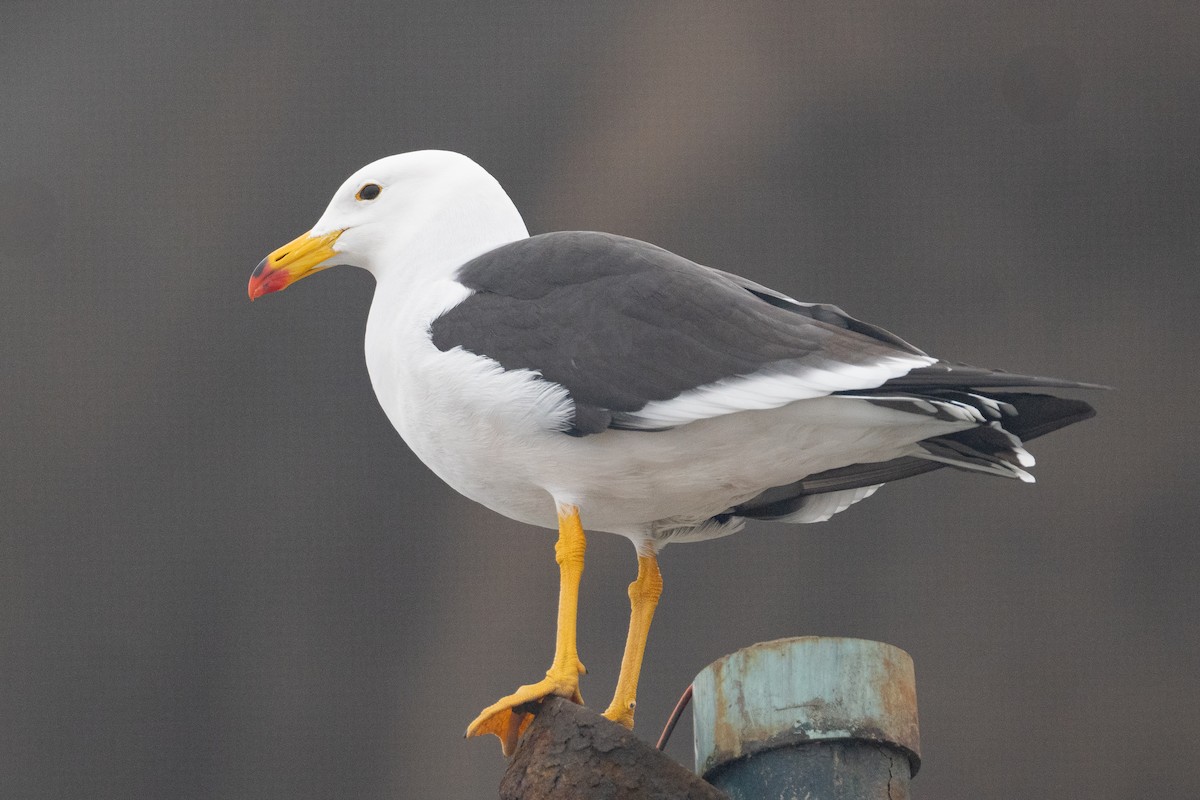 Belcher's Gull - ML622387285