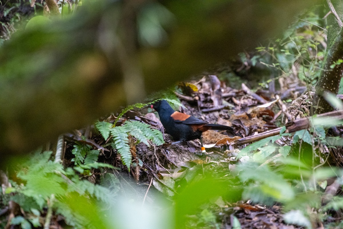 North Island Saddleback - ML622387395