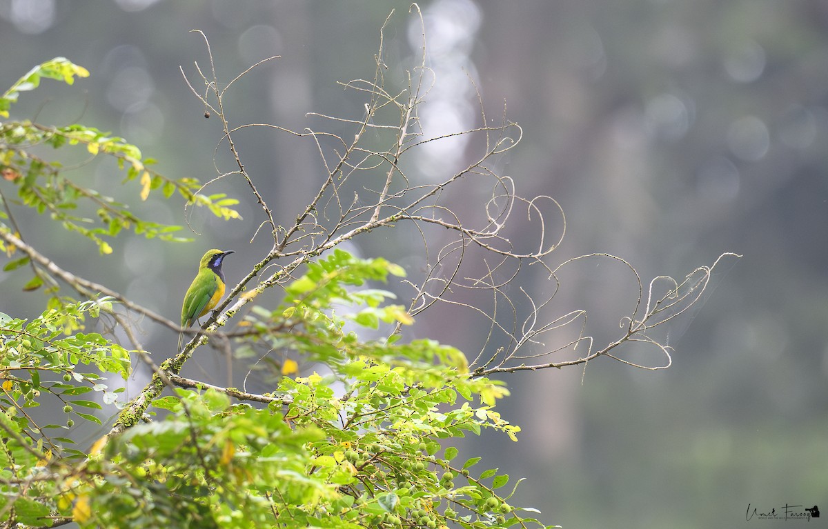 sýkavka oranžovobřichá (ssp. hardwickii/malayana) - ML622387403
