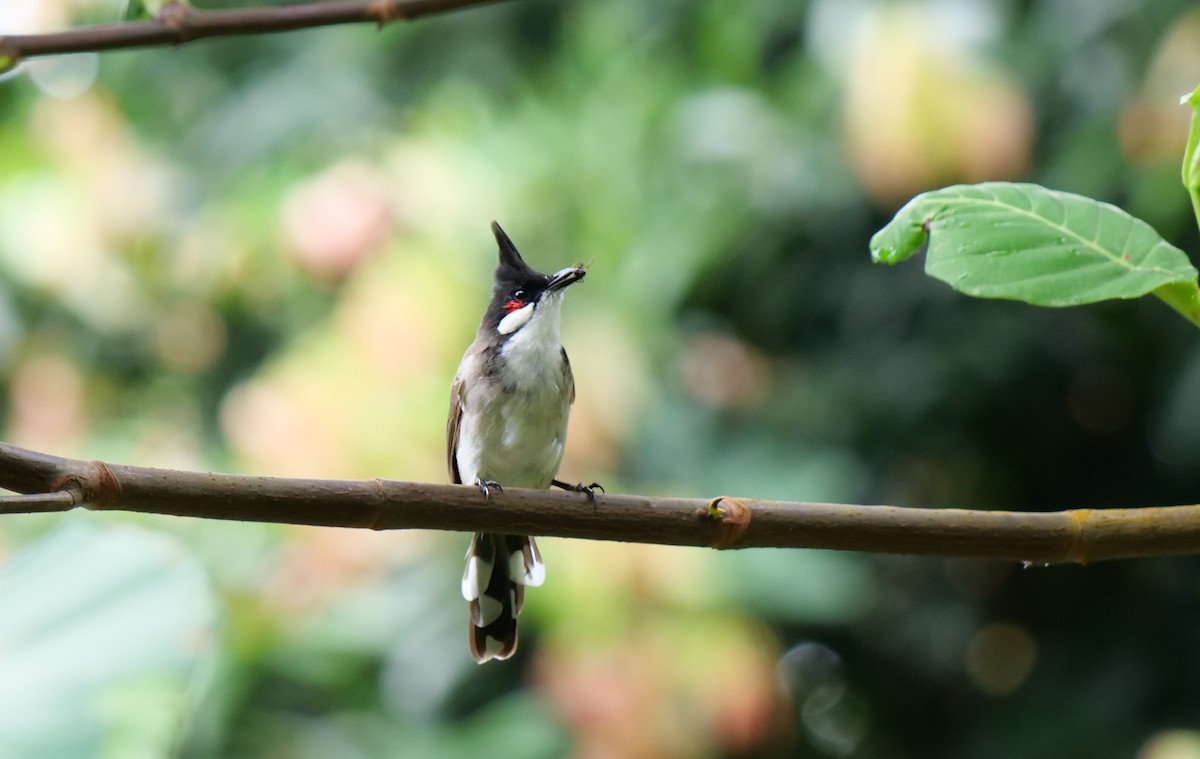 Red-whiskered Bulbul - ML622387413