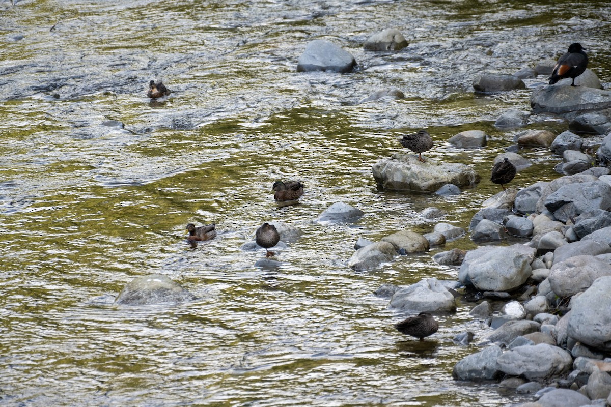 Mallard x Pacific Black Duck (hybrid) - ML622387475