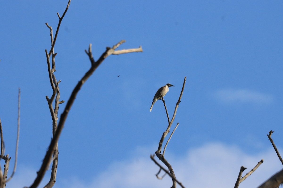 Noisy Friarbird - ML622387513