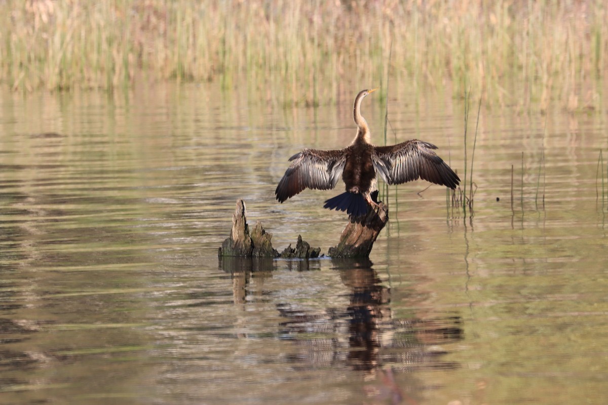 Australasian Darter - ML622387534