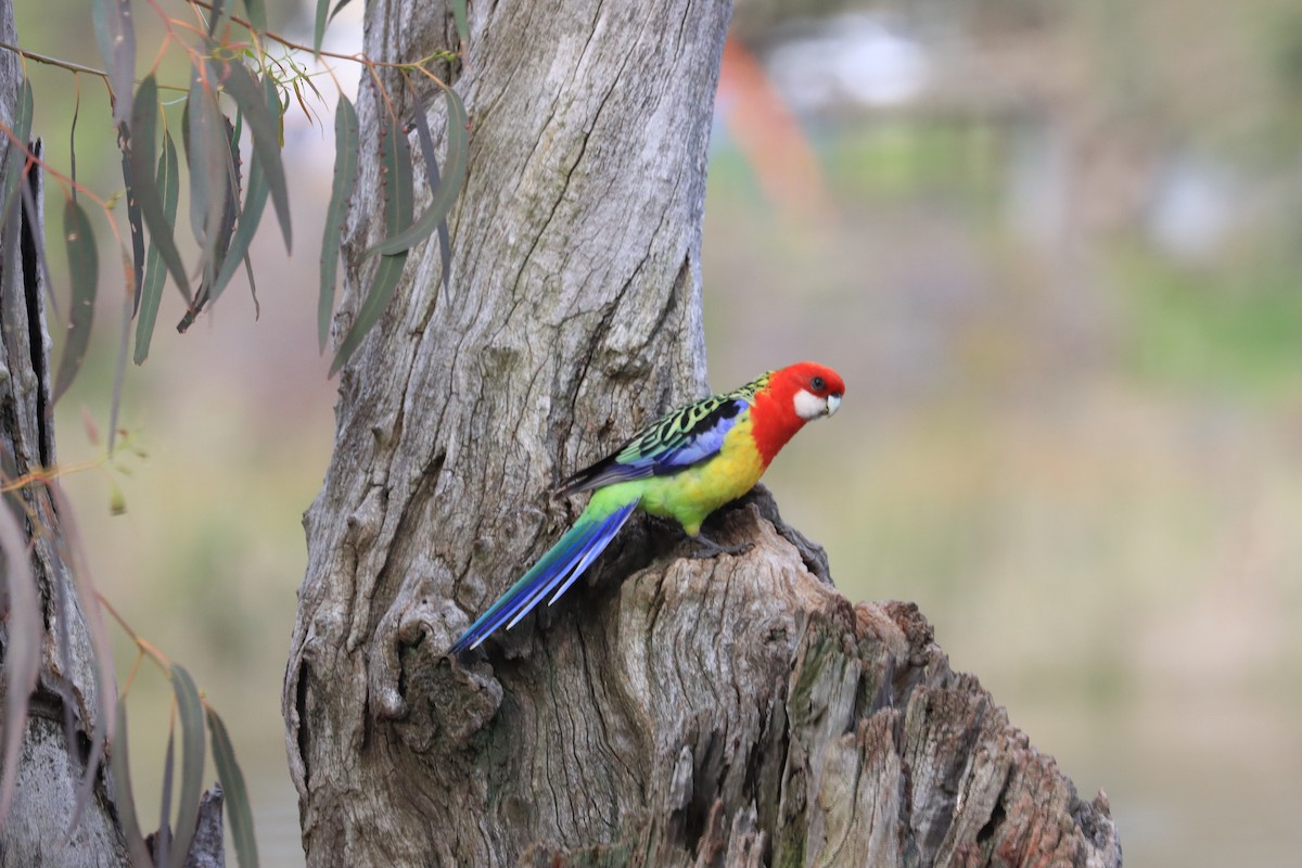 Eastern Rosella - ML622387539