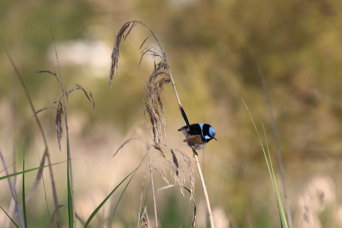 Superb Fairywren - ML622387559