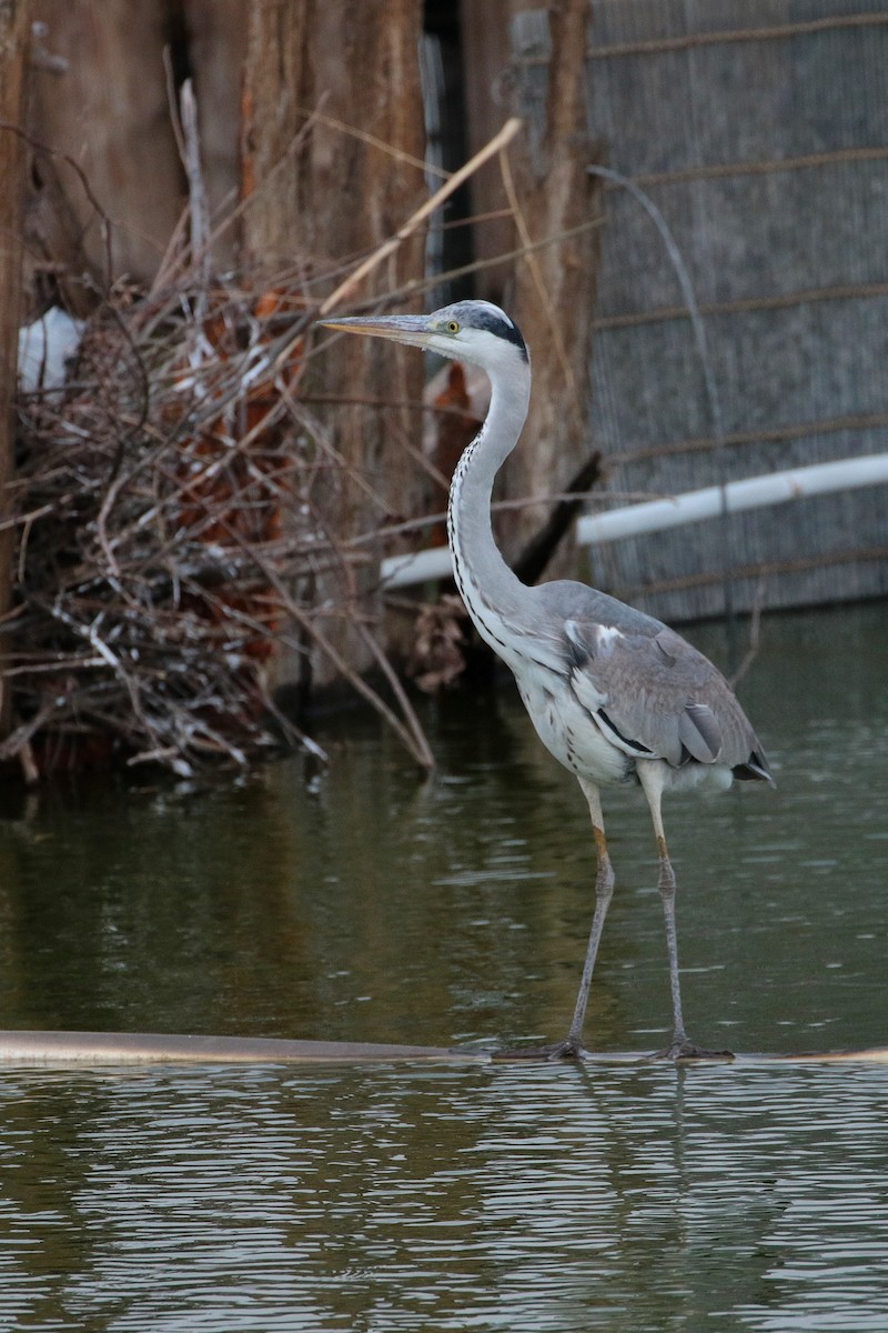 Gray Heron - Atsushi Shimazaki