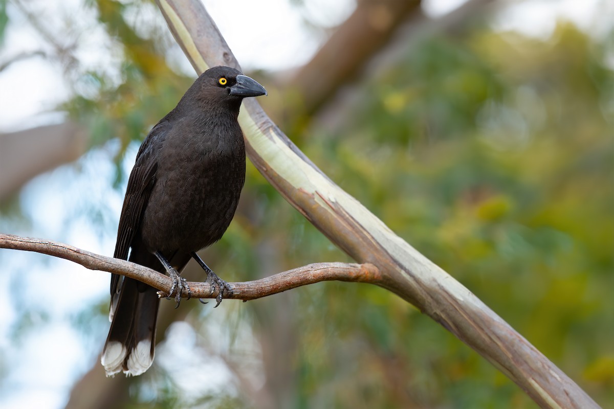 Black Currawong - ML622387714