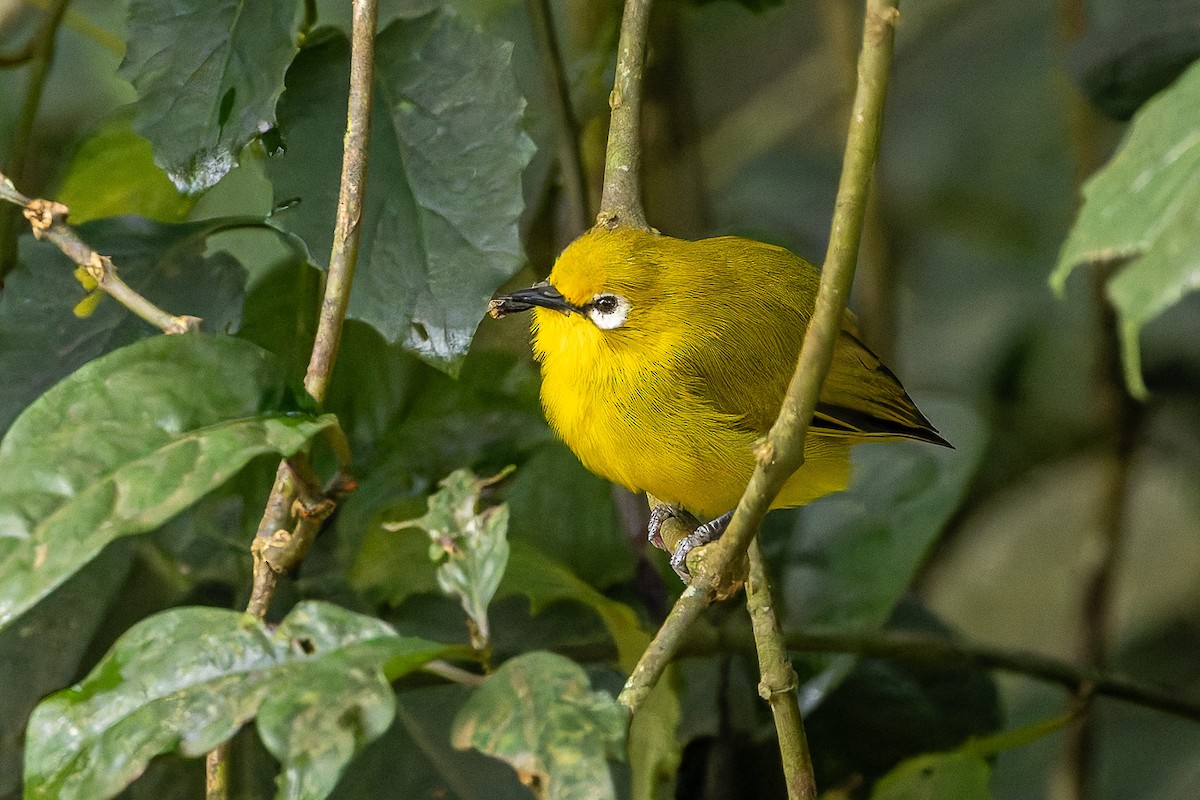 Northern Yellow White-eye - ML622387742