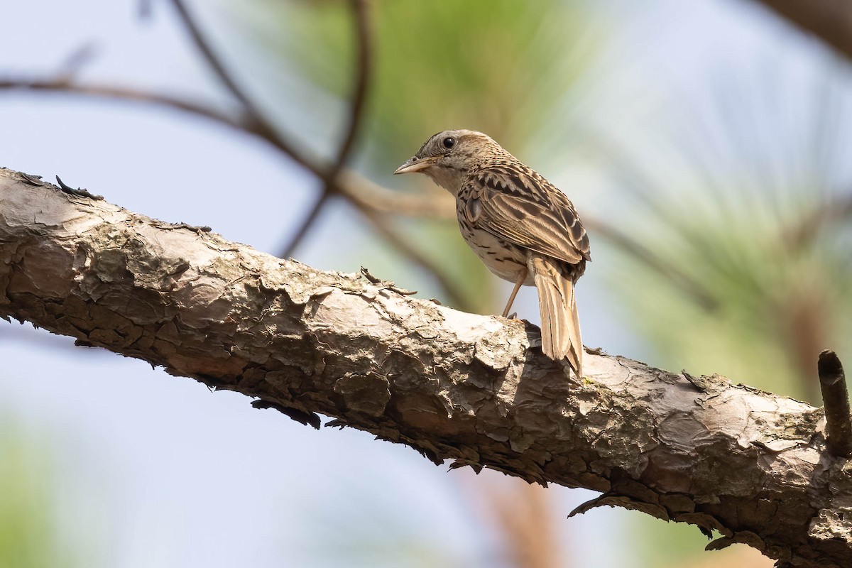 Upland Pipit - ML622387766