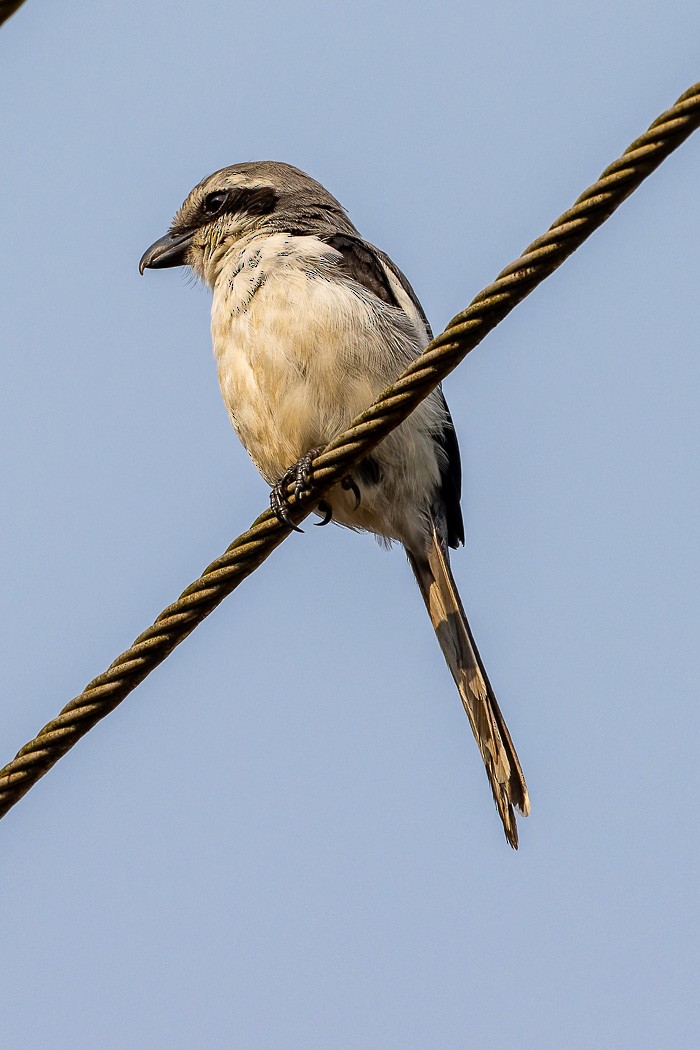 Mackinnon's Shrike - ML622387773