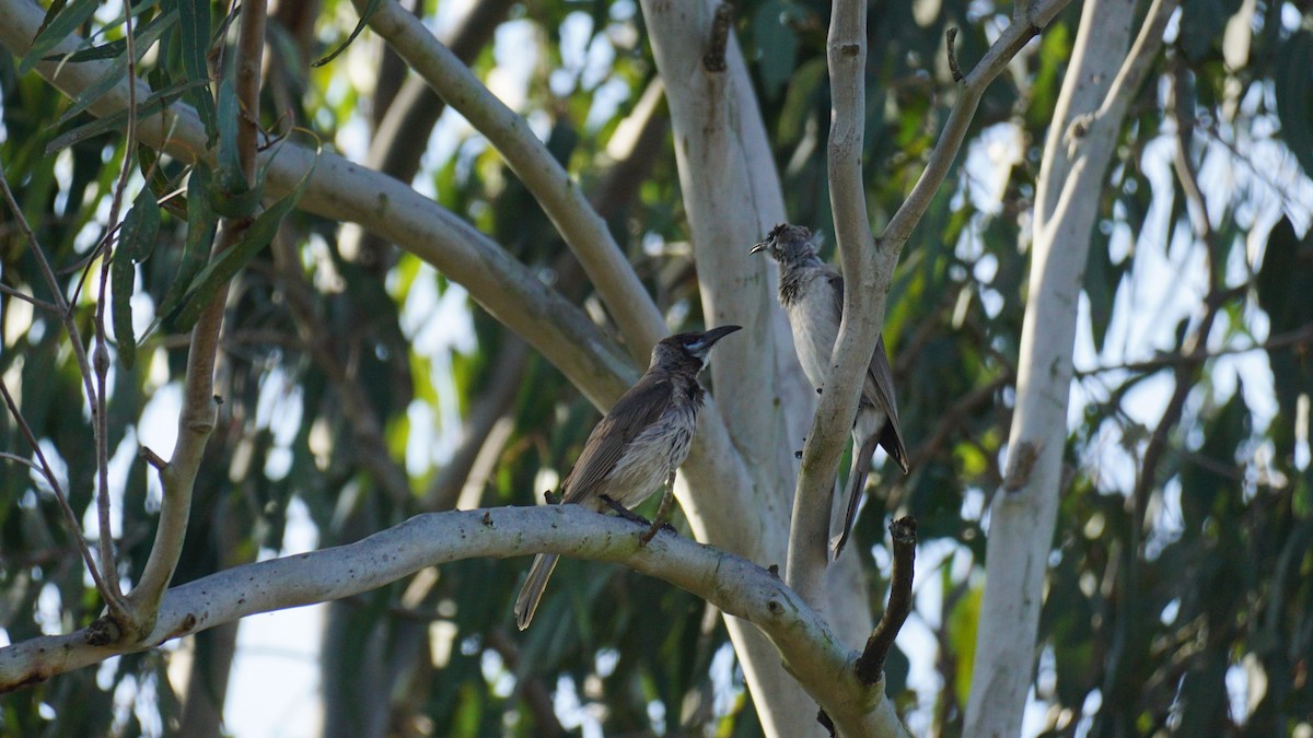 Little Friarbird - ML622387809