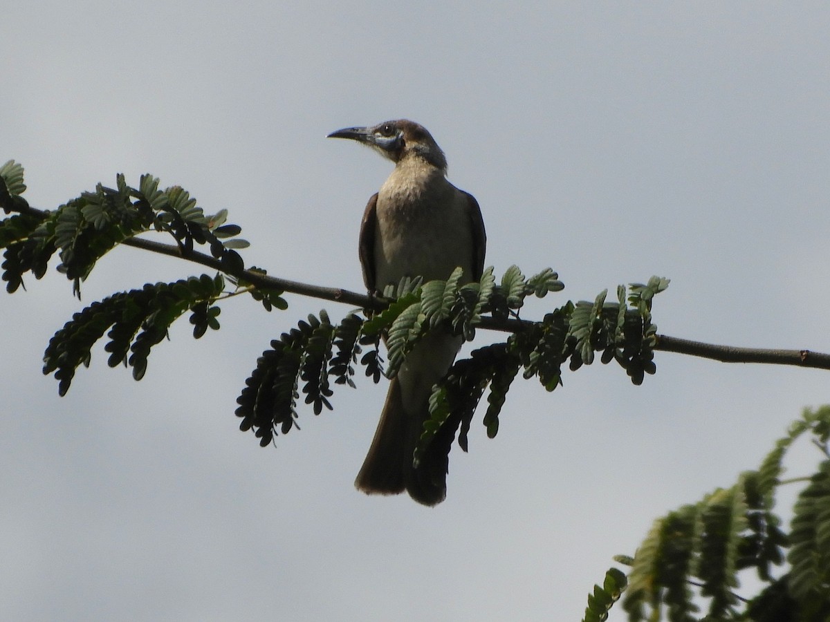 Little Friarbird - ML622387887