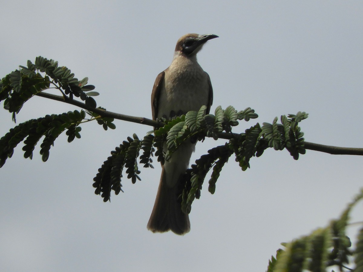 Little Friarbird - ML622387888