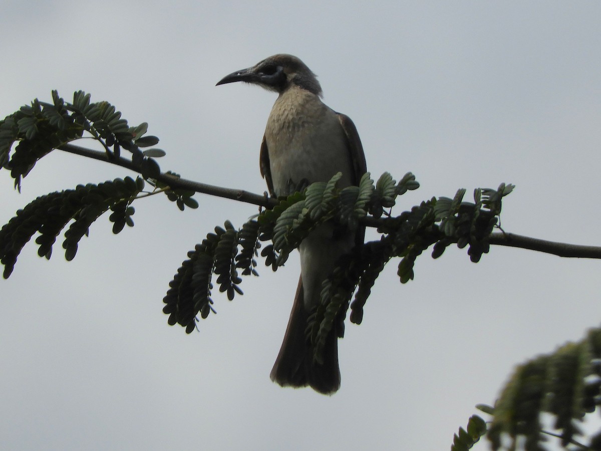 Little Friarbird - ML622387889